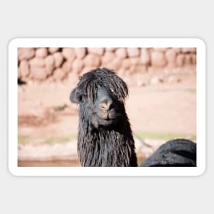 Black and Shaggy Llama Sticker